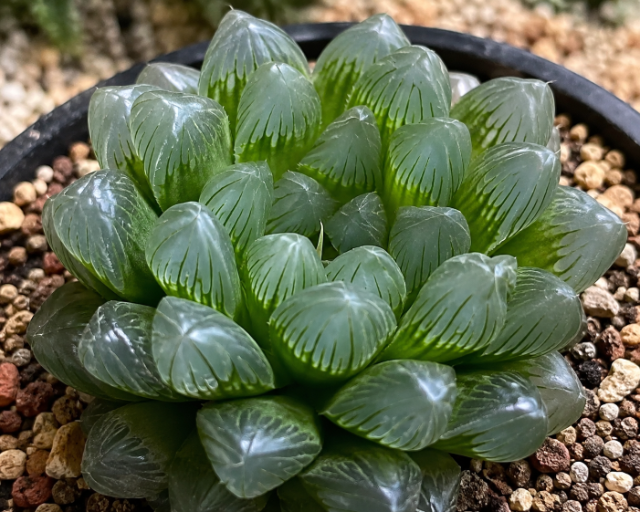 Haworthia-Janela