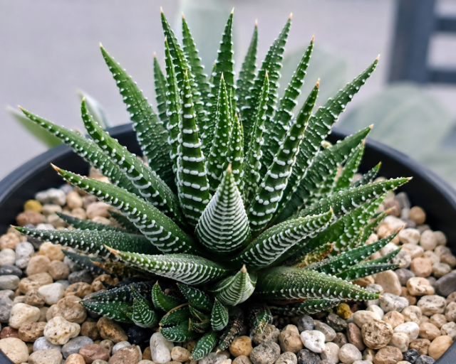 Haworthia-Zebra