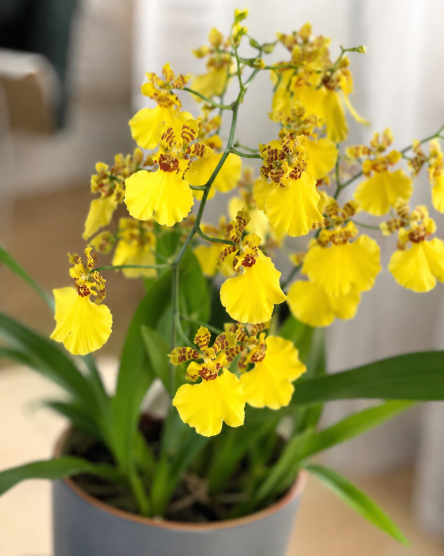 Orquídea Bailarina