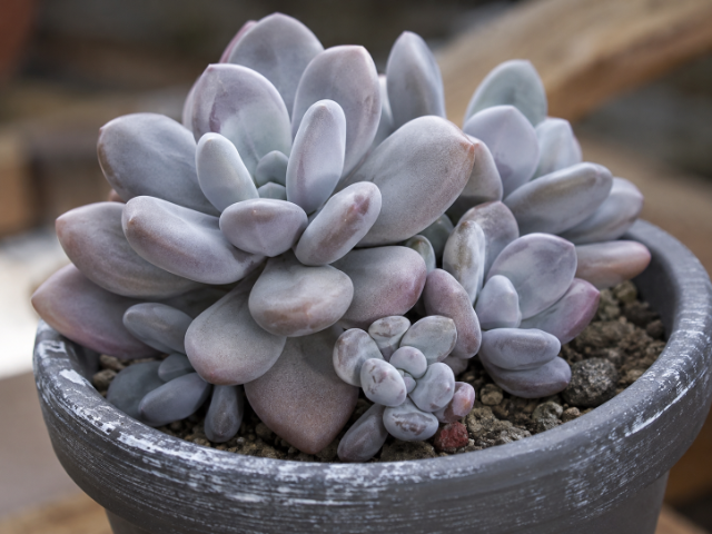 Pachyphytum / Pedra-da-Lua