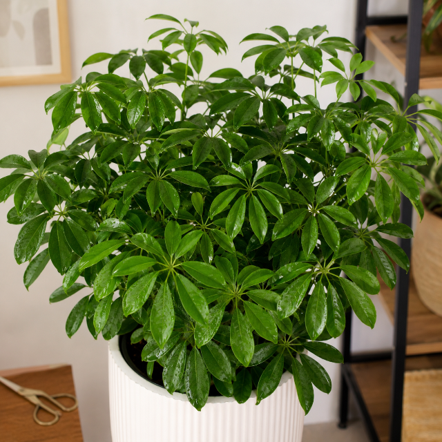Papiro / Planta-Guarda-Chuva