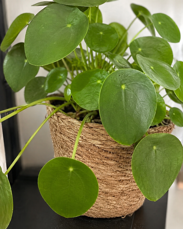 Planta-do-dinheiro-chinesa