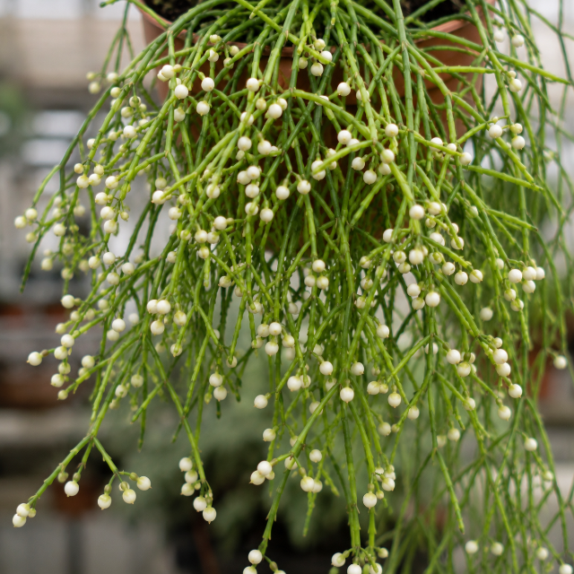 Rhipsalis-Esparguete